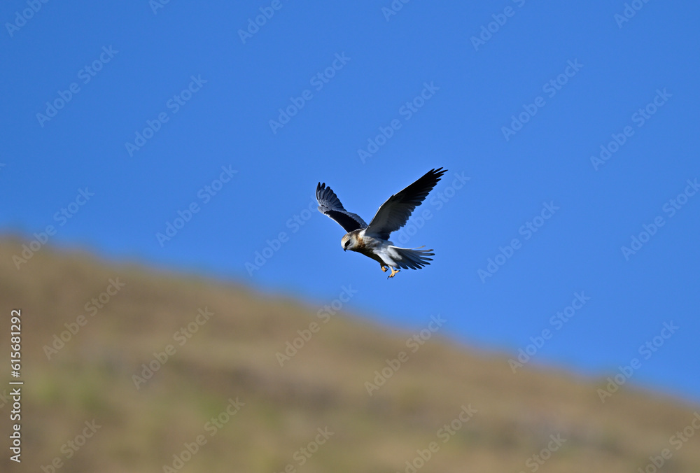 White-tailed Kite aka Elanus leucurus hovering and searching for prey