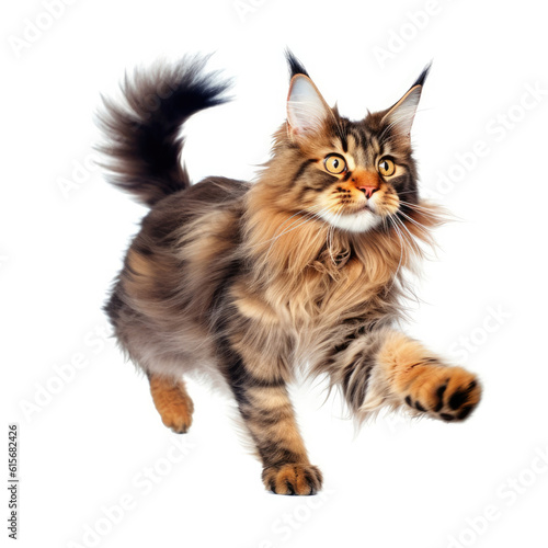 A Maine Coon Cat (Felis catus) chasing its tail