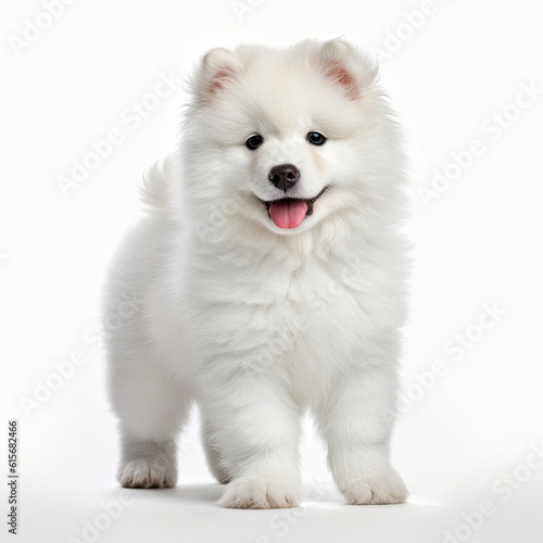 A full body shot of a gorgeous Samoyed puppy (Canis lupus familiaris)