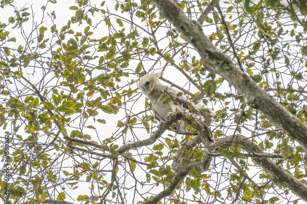Obraz premium Harpy eagle (Harpia harpyja), Captive animal, Panama Central America Venezuela.