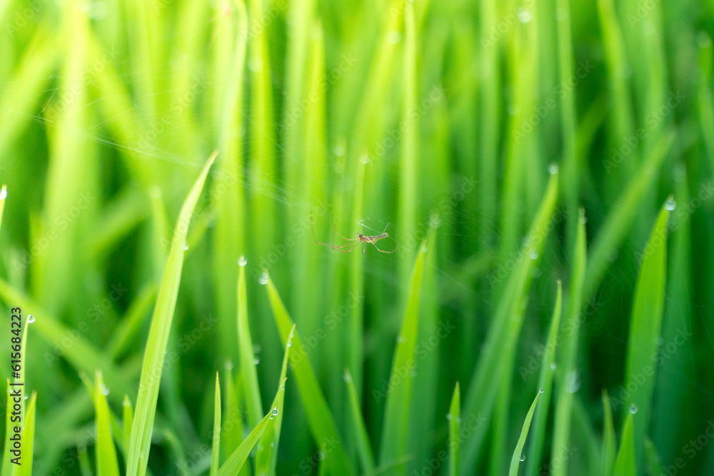 Spiders and cobwebs on top of rice plants in the morning with dew drops.