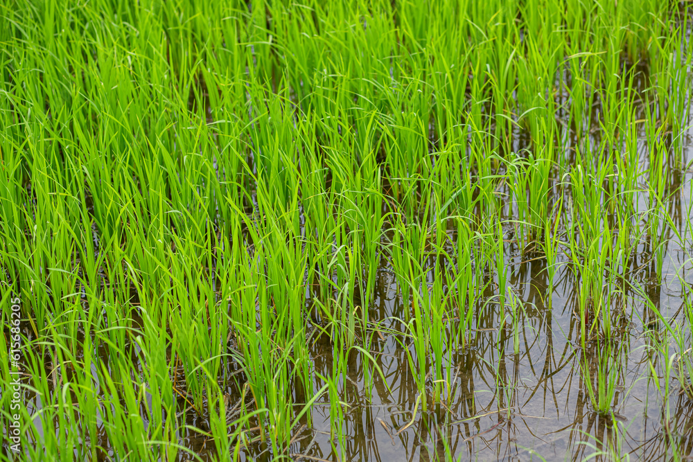 Beautiful Green young rice in the field Natural landscape Thailand Beautiful Green young rice in the field Natural landscape Thailand