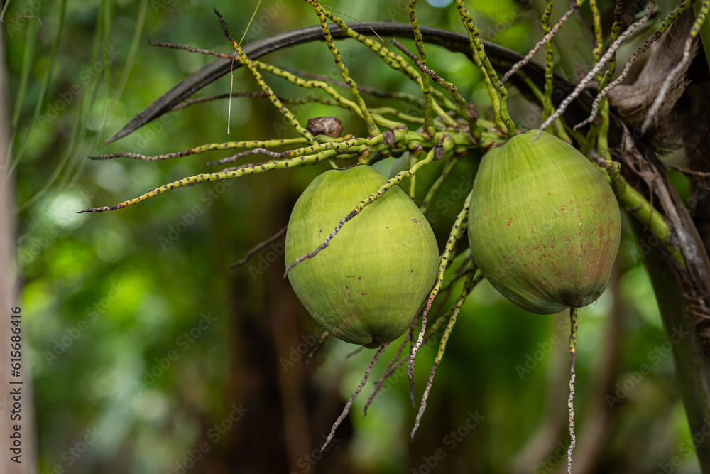 Young coconuts on the coconut tree Young coconuts on the coconut tree