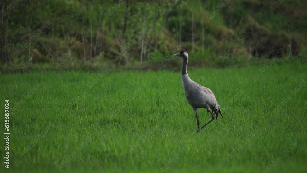 Eurasian Crane In Verdant Meadows. Static Shot Eurasian Crane In Verdant Meadows. Static Shot