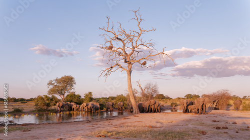 Wide-angle view of the herd of elephants standing by the pond in Hwange National Park, Zimbabwe