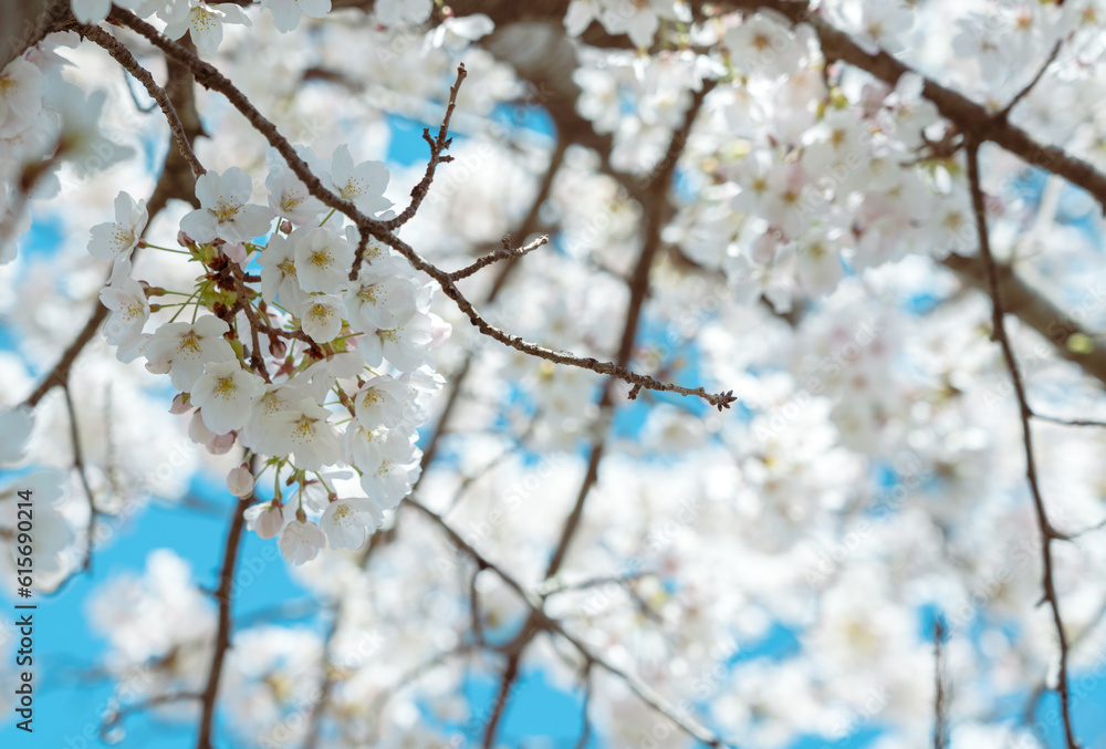 Cherry blossom in full bloom with blue sky Cherry blossom in full bloom with blue sky