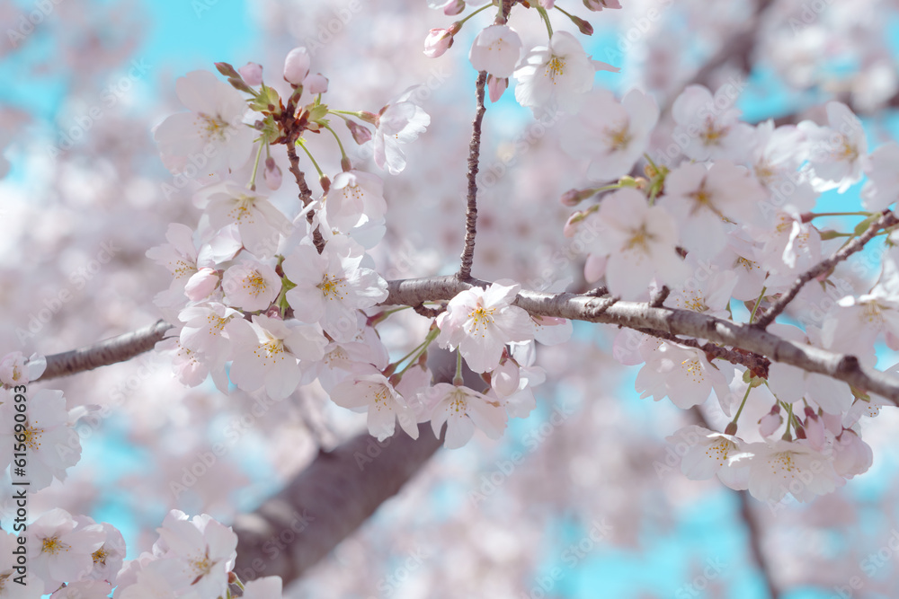 Cherry blossom in full bloom with blue sky Cherry blossom in full bloom with blue sky