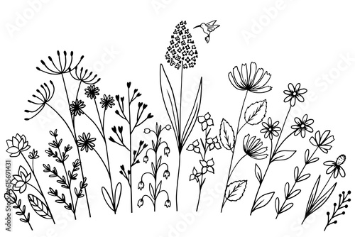 Different wildflowers and herbs with hummingbird bird. .Sketch. Doodle style