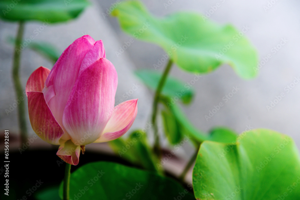 pink lotus flower in garden pink lotus flower in garden