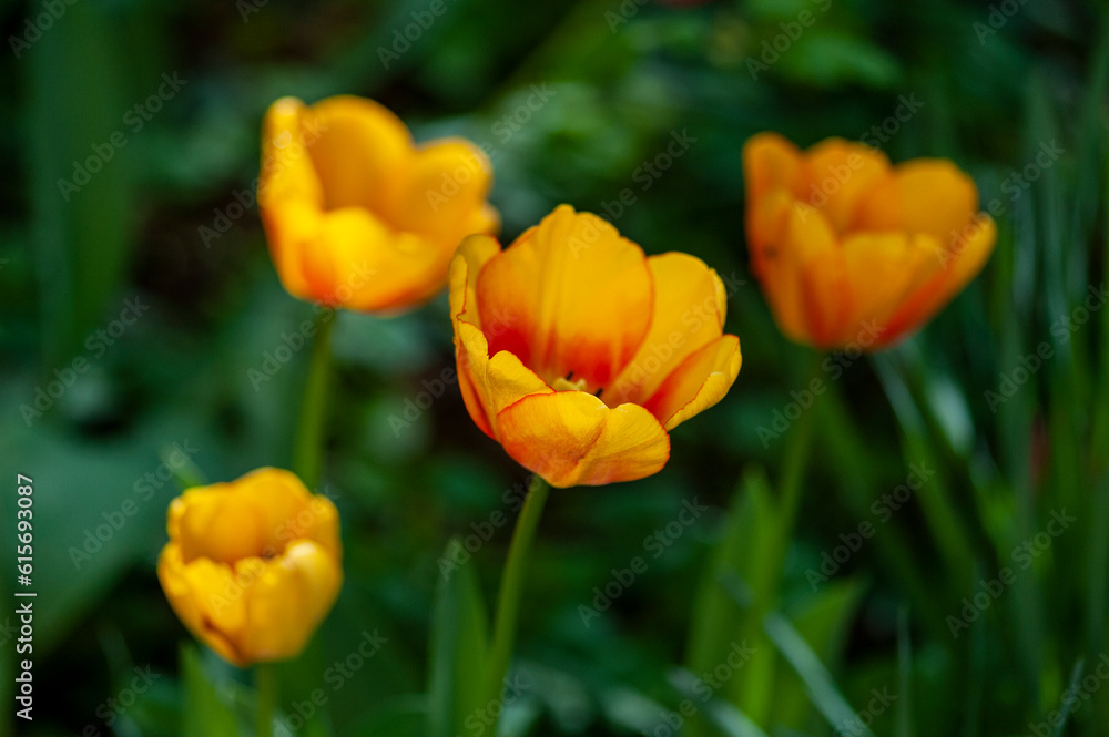 Primo piano di Tulipani fioriti. Natura in primavera, estate. Campo fiorito. Primo piano di Tulipani fioriti. Natura in primavera, estate. Campo fiorito.
