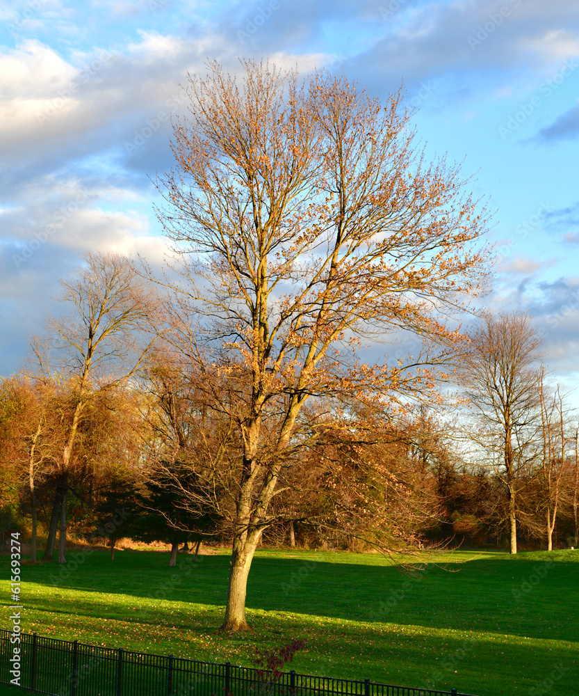 trees in fall, Princeton, new jersey, USA trees in fall, Princeton, new jersey, USA