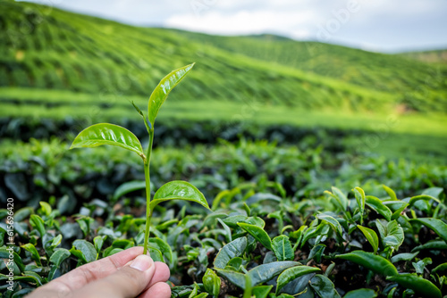 picking tip of green tea leaf by human hand on tea plantation hill during early morning. © ND STOCK