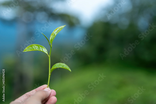 picking tip of green tea leaf by human hand on tea plantation hill during early morning.