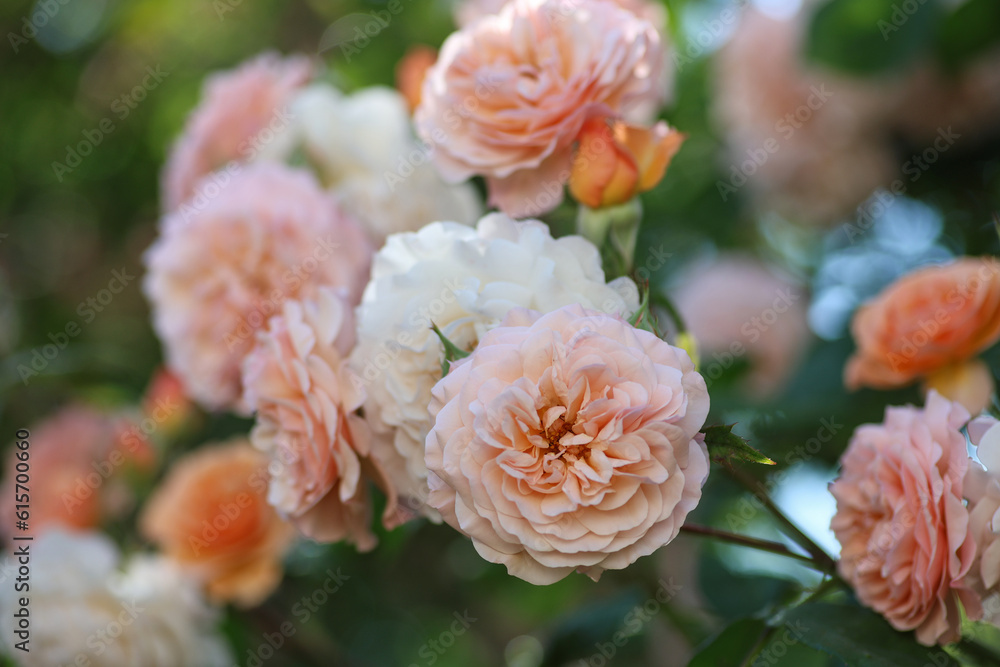 Beautiful apricot coloured english climbing roses with a romantic look in the summer perennial garden beside the cottage. Beautiful apricot coloured english climbing roses with a romantic look in the summer perennial garden beside the cottage.