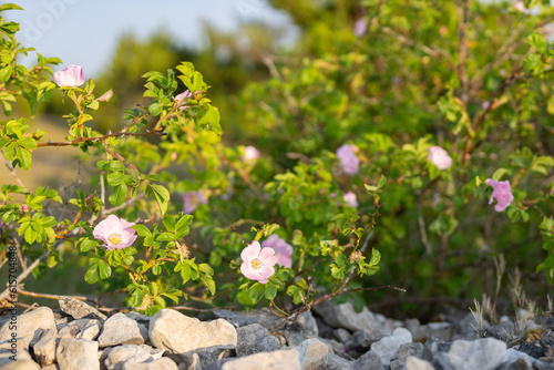 Rosa rubiginosa (sweet briar, sweetbriar rose, sweet brier or eglantine). Pink wild rose flowers.