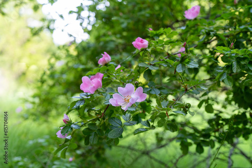Rosa rubiginosa (sweet briar, sweetbriar rose, sweet brier or eglantine). Pink wild rose flowers. photo