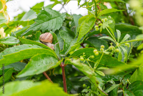 The grape gardens. Cultivation of wine grapes in Serbia. Small garden snail. Macro of small garden snail on green leaves.