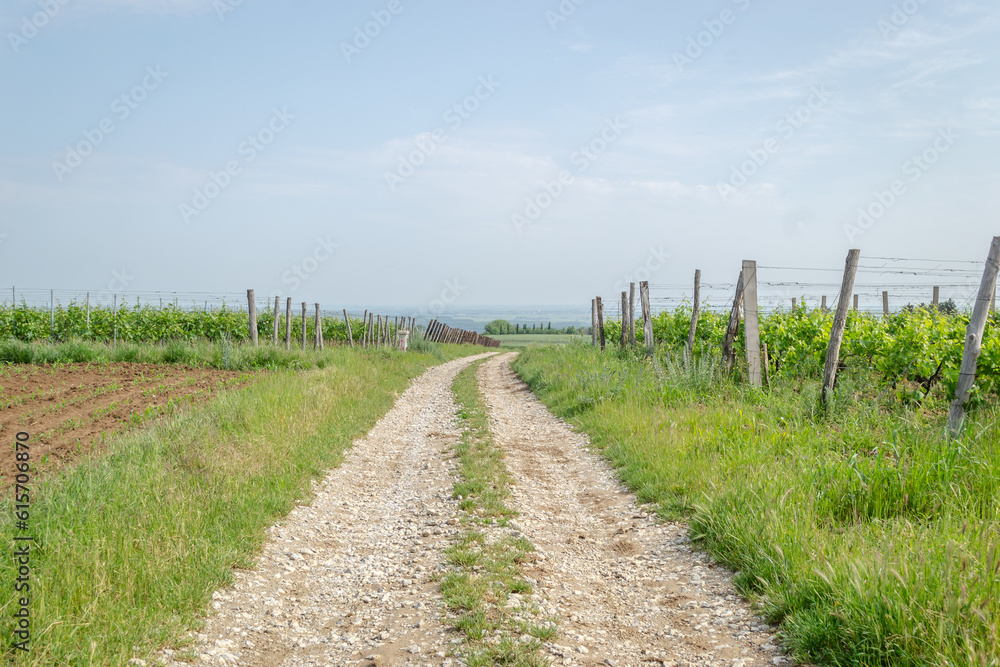 The grape gardens. Cultivation of wine grapes in Serbia.