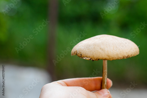 Marasmius oreades fungus