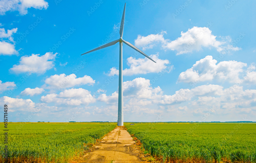 Cereal plant growing in an agricultural field in the countryside in bright sunlight under a blue sky in summer, Almere, Flevoland,the Netherlands, June, 2023 Cereal plant growing in an agricultural field in the countryside in bright sunlight under a blue sky in summer, Almere, Flevoland,the Netherlands, June, 2023