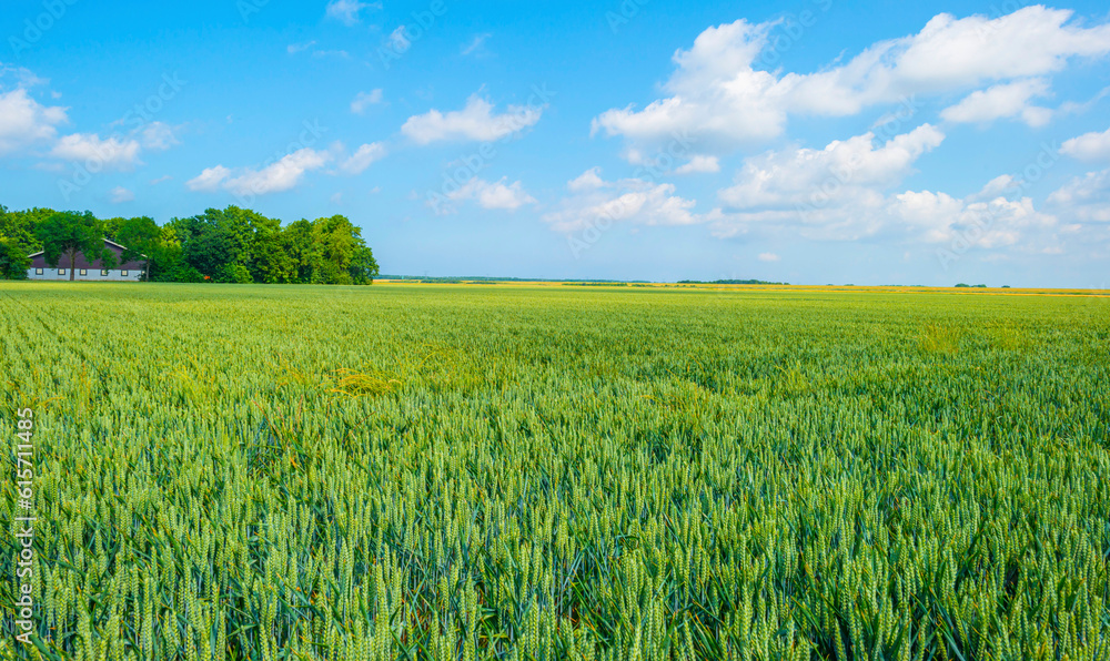 Cereal plant growing in an agricultural field in the countryside in bright sunlight under a blue sky in summer, Almere, Flevoland,the Netherlands, June, 2023 Cereal plant growing in an agricultural field in the countryside in bright sunlight under a blue sky in summer, Almere, Flevoland,the Netherlands, June, 2023