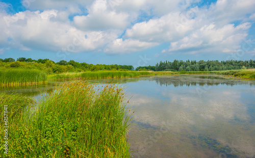 Fototapeta Naklejka Na Ścianę i Meble -  Reed along the edge of a lake in bright sunlight in spring, Almere, Flevoland, The Netherlands, June, 2023
no people, outd
