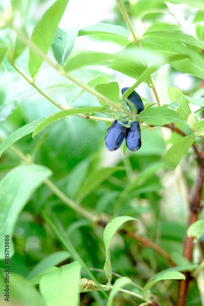 Honeysuckle branch with blue ripe berries. Honeysuckle branch with blue ripe berries.