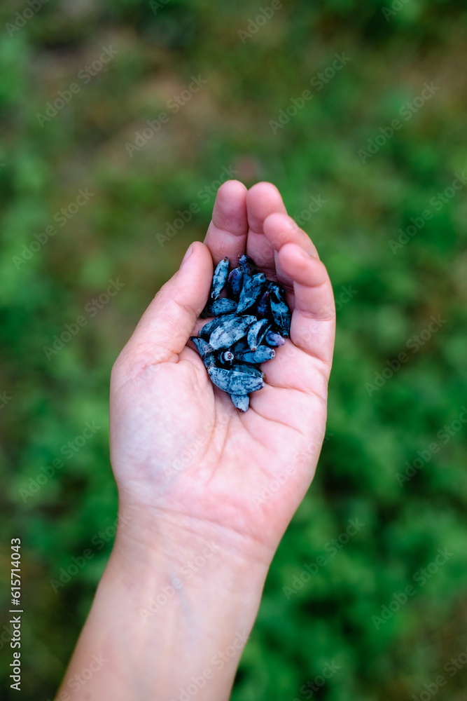 Hand picks blue berries. Honeysuckle branch with blue ripe berries.