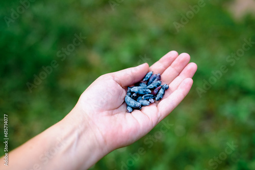 Hand picks blue berries. Honeysuckle branch with blue ripe berries.