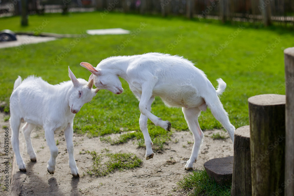 Fototapeta premium Goats at the farm near Amsterdam, The Netherlands. Farm livestock farming for the industrial production of goat milk dairy products. 