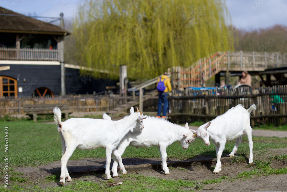 Obraz premium Goats at the farm near Amsterdam, The Netherlands. Farm livestock farming for the industrial production of goat milk dairy products. 