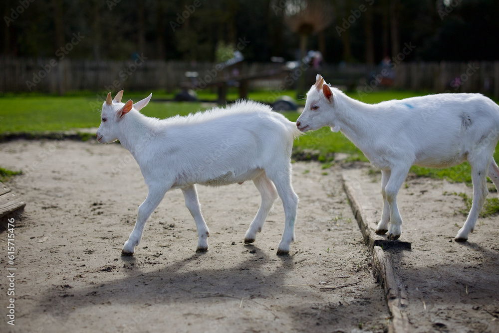 Goats at the farm near Amsterdam, The Netherlands. Farm livestock farming for the industrial production of goat milk dairy products. 