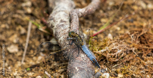 dragonfly closeup