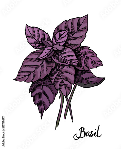Basil burple branch. Ink sketch Ocimum isolated on white background. Hand drawn vector illustration. Retro style.