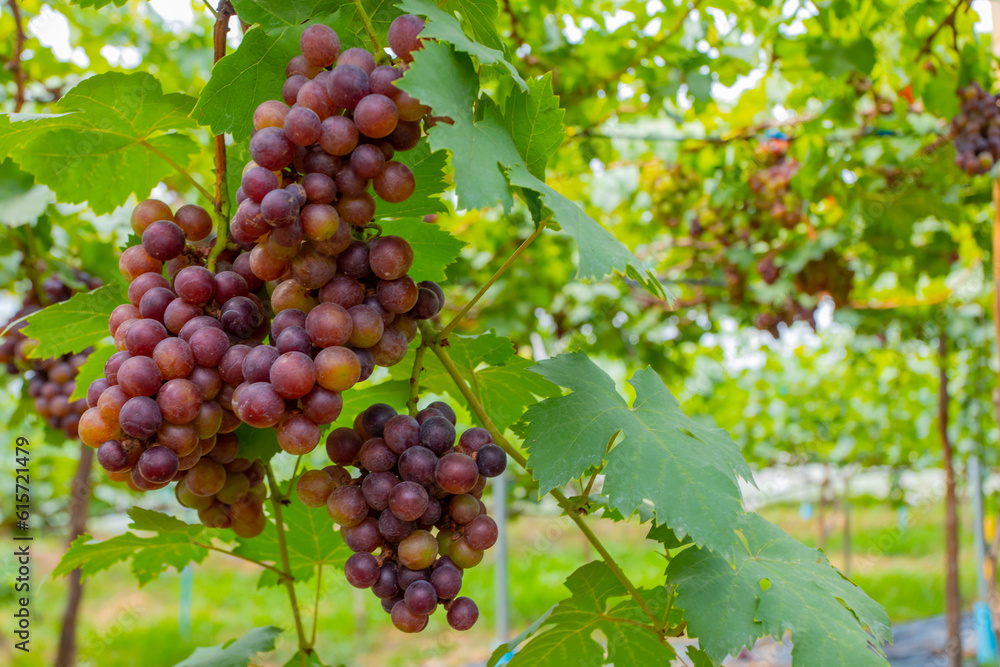 Red grapes in an organic vineyard