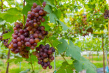 Red grapes in an organic vineyard