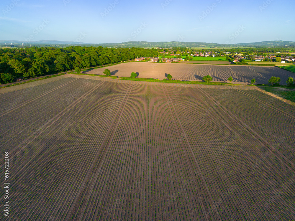 High level aspect aerial image of a crop of newly planted young new potato plants in the English Countryside