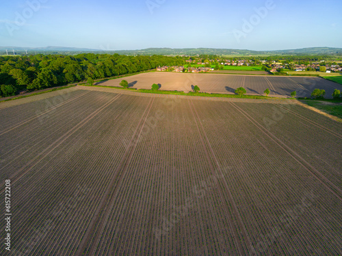 High level aspect aerial image of a crop of newly planted young new potato plants in the English Countryside © Dave