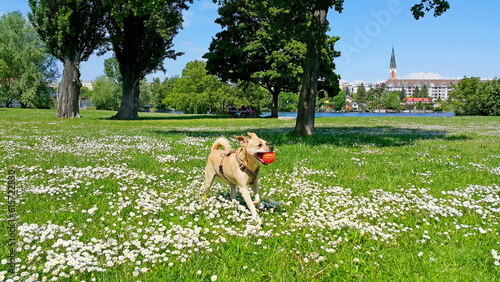 Kleiner Hund beim Ball spielen photo