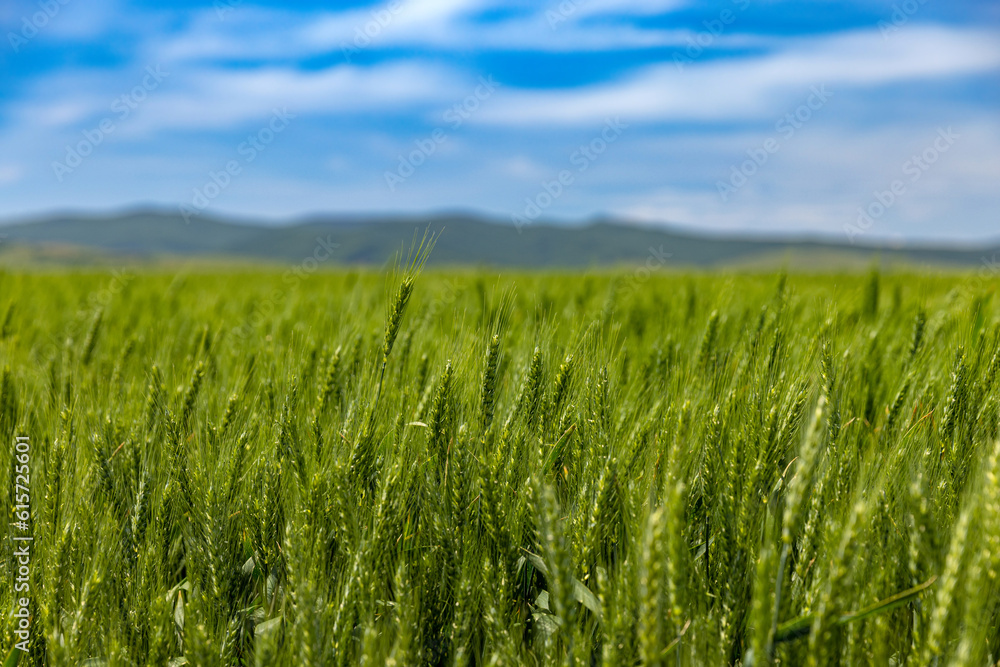 Field of the green oat