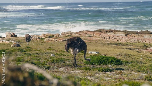 Two ostriches in front of blue ocean in brown grass picking at cape point national park