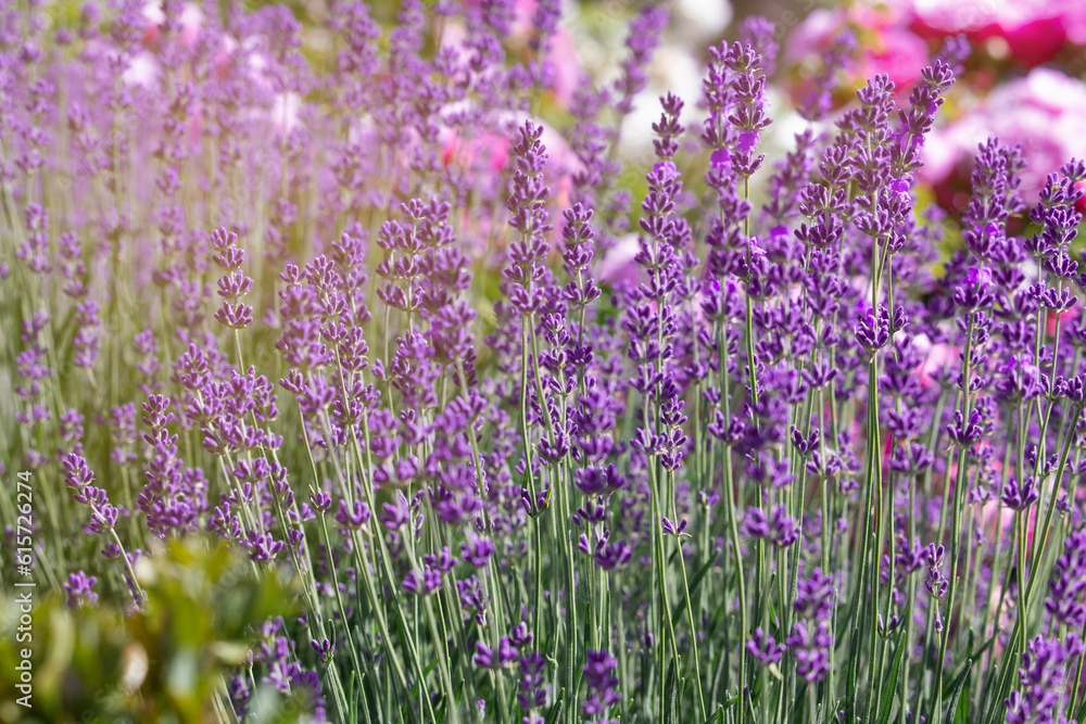 Naklejka premium Purple lavender flowers close up. lavender bush in summer light