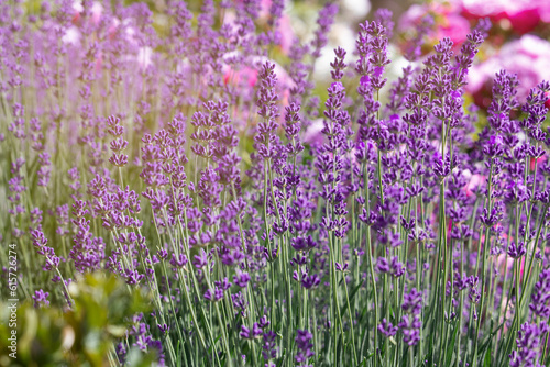 Purple lavender flowers close up. lavender bush in summer light