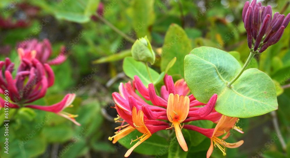 Close up Honeysuckle flowers with impressive bicolor blooms of pink and white. Lonicera periclymenum flowers, common names honeysuckle, common honeysuckle, European honeysuckle or woodbine in bloom.