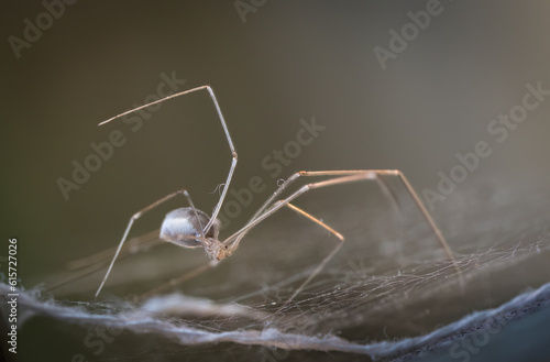 Close-up image of a daddy long legs spider (Pholcus phalangioides) on spider webs.