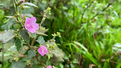 wild flower urena lobata, a beautiful flower that blooms in the middle of the bush. Pink Flower of Caesarweed or Congo jute photo