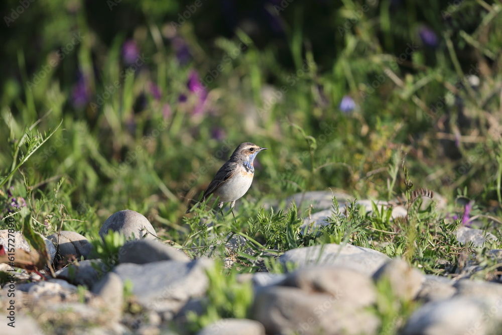 Bluethroat robin (Luscinia svecica) male in Japan Bluethroat robin (Luscinia svecica) male in Japan