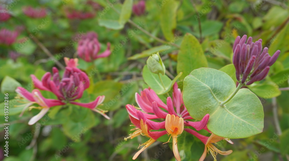 Close up Honeysuckle flowers with impressive bicolor blooms of pink and white. Lonicera periclymenum flowers, common names honeysuckle, common honeysuckle, European honeysuckle or woodbine in bloom. Close up Honeysuckle flowers with impressive bicolor blooms of pink and white. Lonicera periclymenum flowers, common names honeysuckle, common honeysuckle, European honeysuckle or woodbine in bloom.