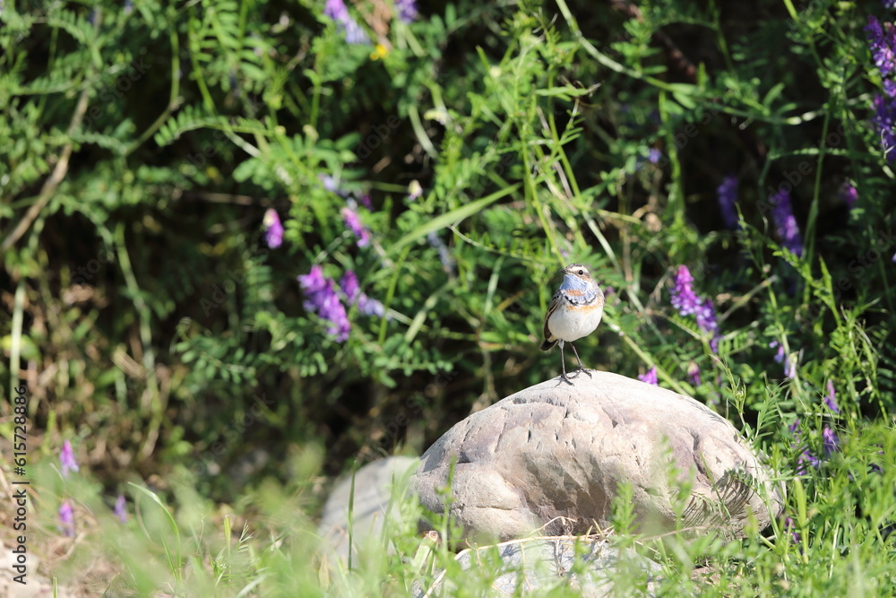 Obraz premium Bluethroat robin (Luscinia svecica) male in Japan