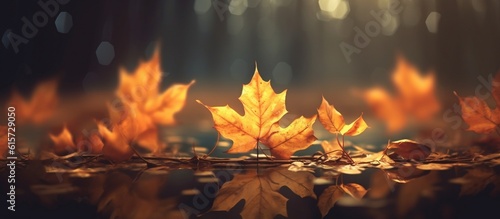 Beautiful autumn leaves on blurred background